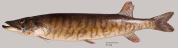 Media type: image;   Ichthyology 154881 Aspect: lateral